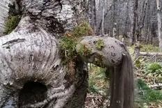 La perturbadora "dama del árbol", la atracción de un bosque no apta para todo el mundo