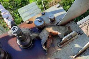 Los operarios de la cooperativa eléctrica de Escobar encontraron una ardilla muerta en uno de los transformadores de la zona