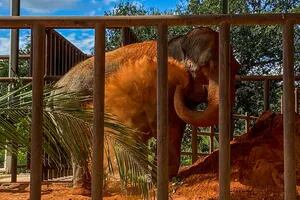 Después de cuatro días de viaje la elefanta Mara llegó al santuario de Brasil