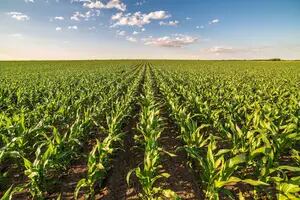 Fertilización: cómo cerrar las brechas de rinde en maíz