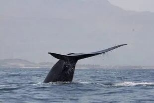 Los especialistas señalan que en el pasado había unos 350.000 ejemplares de ballenas azules, pero luego de la caza indiscriminada tan solo quedan entre 10.000 y 20.000