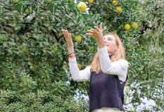 3 excelentes razones para tener un limonero en tu jardín, patio o terraza
