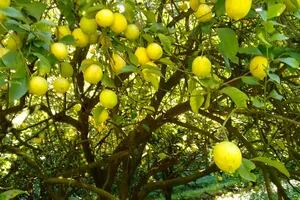 Está a punto de perder más de 1000 toneladas de limones porque no consigue gente para cosechar