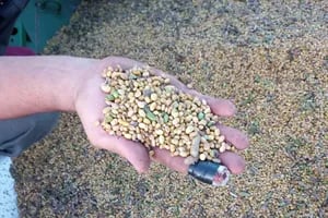 Granos verdes: reunión por los problemas de calidad en la soja