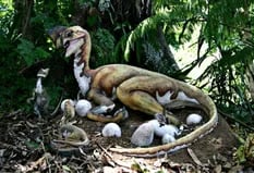 Extraordinario: descubren el fósil de un dinosaurio sentado en su nido de huevos