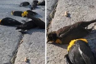 Decenas de pájaros murieron misteriosamente en pleno vuelo