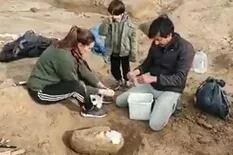 Un chico de 8 años paseaba en una playa y encontró un cráneo de 700.000 años de antigüedad