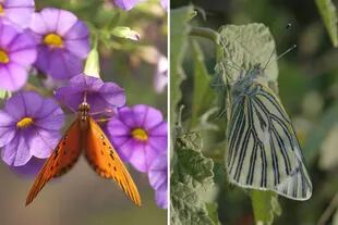 Izquierda: Una mariposa “espejitos” (Agraulis vanillae) se aferra a las flores de la nativa Calibrachoa. Derecha: Una “lechera común” (Tatochila autodice) hembra