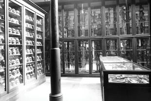 El Museo de La Plata, creado por decreto provincial el 19 de septiembre de 1884. Desde 2006, los esqueletos dejaron de exhibirse en las vitrinas.