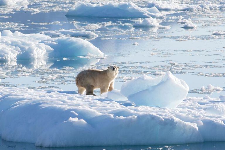 Un oso polar del sureste de Groenlandia sobre un glaciar
