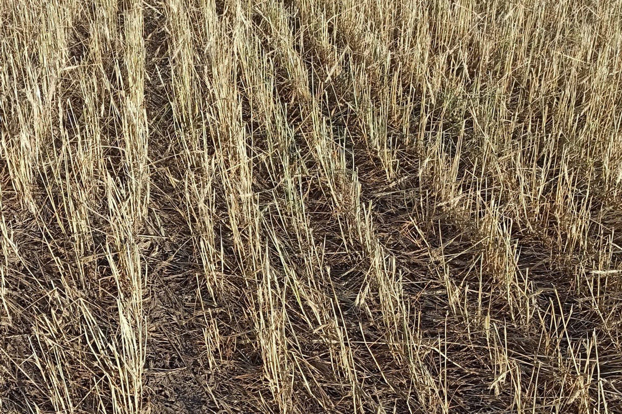 El estado en que quedó el trigo en el campo del productor