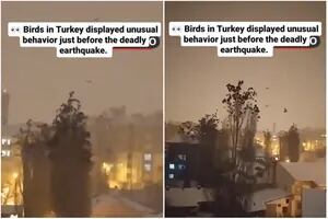 El extraño comportamiento de los pájaros minutos antes del terremoto de Turquía