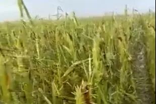 Cientos de hectáreas con maíz fueron arrasadas por un temporal de granizo y fuertes vientos