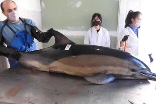 Siguen apareciendo delfines muertos en Las Grutas: ya son cerca de 35