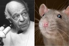 El brutal experimento con ratas que mostró que la esperanza no es lo último que se pierde, sino lo primero