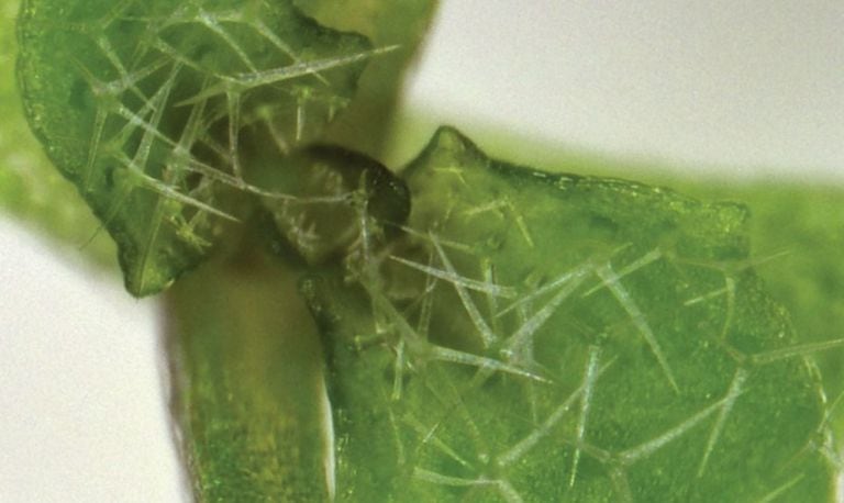 14-01-2022 Una imagen de una planta de Arabidopsis thaliana, pariente de la mostaza, desarrollándose correctamente..  Un estudio ha revelado que las plantas necesitan un sistema de comunicación interna para coordinar su crecimiento sin el cual no son capaces de desarrollarse correctamente.  POLITICA INVESTIGACIÓN Y TECNOLOGÍA MUNENORI KITAGAWA/JACKSON LAB