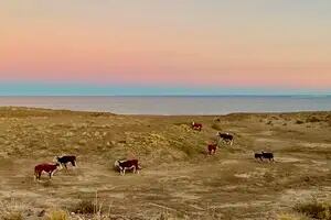 Sin turistas: en plena cuarentena, las vacas coparon una playa de Chubut