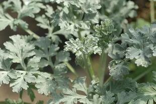 La Artemisia es una herbácea que alcanza de 0,60 a 1,20 m de altura. 