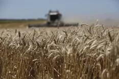 Por la especulación con un cese del fuego en Ucrania, el trigo cayó un 4,1% en Chicago