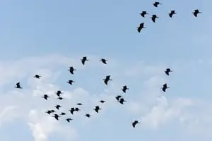 Por qué hay que enseñarles nuevas rutas migratorias a las aves