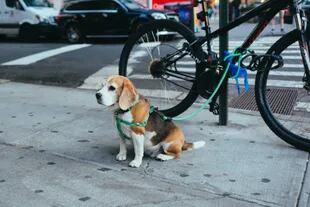 La ley indica una multa de US$250 para quienes dejen heces de perro en las calles en Nueva York