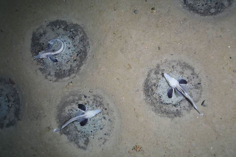 13-01-2022 Un equipo de investigación del Instituto Alfred Wegener ha registrado más de 10.000 nidos del pez de hielo Neopagetopsis ionah con un sistema de cámara en el fondo del mar de Weddell en la Antártida meridional. POLITICA INVESTIGACIÓN Y TECNOLOGÍA PS124, AWI OFOBS TEAM