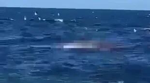 El trágico momento en que el tiburón mata al bañista
