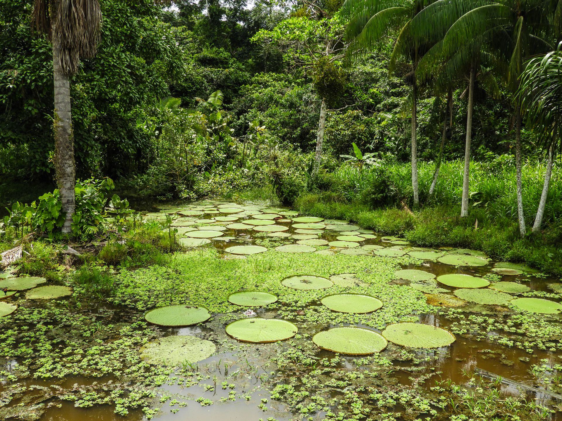 La Amazonía colombiana es uno de los destinos de mayor biodiversidad.
