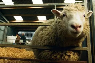 La hazaña de la oveja Dolly: la vida del primer animal clonado del mundo
