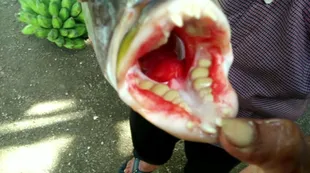Un pez ballesta atacó un buzo norteamericano