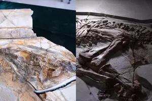 Encontraron en China dos dinosaurios con la piel y los músculos fosilizados