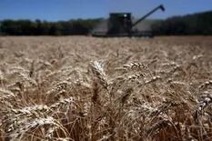 De 500 a 5000 kilos: por qué el trigo en Córdoba tienen una fuerte disparidad