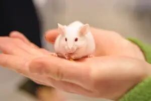 Por qué un científico alemán le hace cosquillas a sus ratas de laboratorio