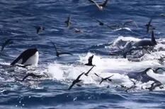 El aterrador momento en que una ballena azul es devorada por 70 orcas hambrientas