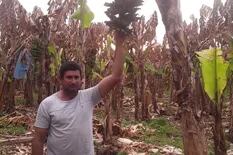 “Vamos a tener que hacer changas”: las heladas arrasaron su plantación de bananas y pide ayuda