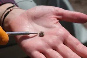 Un grupo de arqueólogos halló en Turquía más de 80 piercings de hace 11.000 años