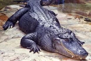 Florida es un hábitat natural de caimanes, por lo que es común que los visitantes y residentes se encuentren con estos reptiles
