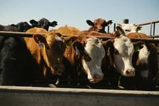 Los impuestos que afectan a los productores de carne