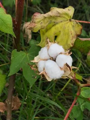 El algodón orgánico se sumó a los cultivos