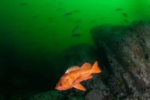 El pez de roca (Sebastes aleutianus) es uno de los peces más longevos y tiene una vida máxima de al menos 205 años