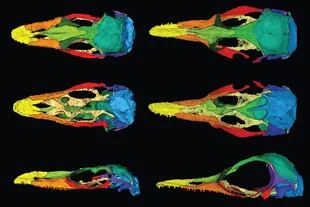 Los investigadores aislaron de forma digital cada uno de los huesos de ambos fósiles. Aquí se muestra en un arco iris de colores las similitudes entre los dos lagartos. Oculudentavis naga, a la izquierda, y O. khaungraae, a la derecha