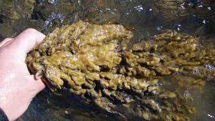 El alga didymo en aguas del sur