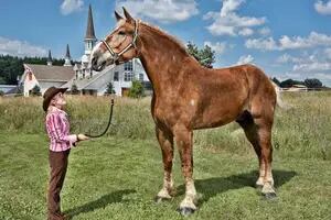 Dolor por la muerte de Big Jake, el caballo más alto del mundo
