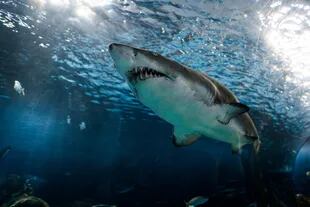Los científicos no han logrado descifrar la razón por la que los tiburones muerden a los humanos
