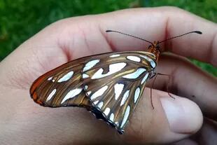 Diana Maidana encontró esta mariposa "espejito" con las alas dobladas que no podía volar y pidió ayuda a los vecinos del Pasaje Toay
