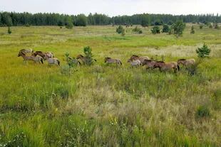 Przewalski's horses run in the Chernobyl zone on August 26, 2017. - They are the Przewalski's horses, an endangered species native to Asia which surprisingly thrives in the area tainted by radiation, after having once disappeared in the wild. (Photo by Aleksndr Sirota / AFP)