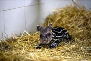 Una cría de tapir, de cuatro kilos, nació el miércoles en el Ecoparque porteño; la especie es considerada vulnerable de extinción y el ejemplar será introducido en su ambiente natural