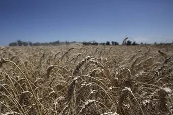 Córdoba podría tener la menor siembra de trigo de los últimos 10 años