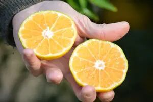 Un grupo de investigadores argentinos avanzan en mandarinas sin semillas y fáciles de pelar