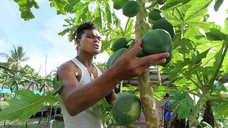 Taiwán financia en Tuvalu la granja Fatoaga Fiafia para cultivar alimentos en condiciones controladas. Hubo que importar la tierra debido a la salinidad del suelo